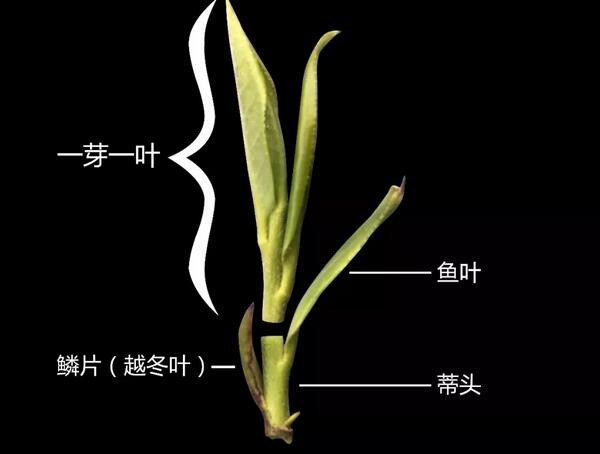 海青绿茶