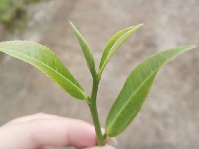 青岛茶叶批发