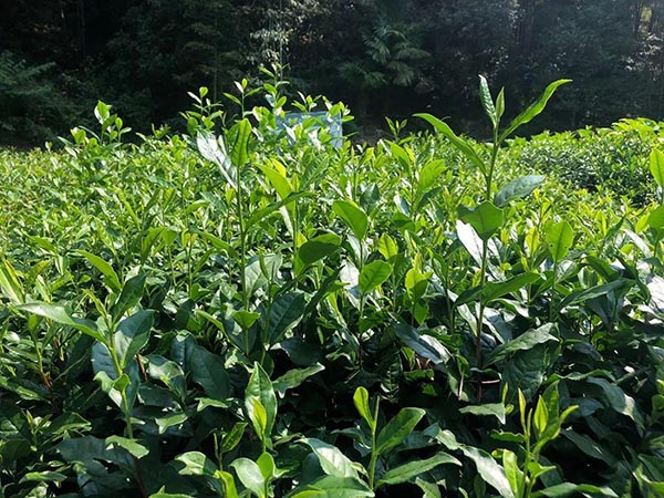 咚咚咚,快来海北春采摘茶叶吧 青岛茶叶批发