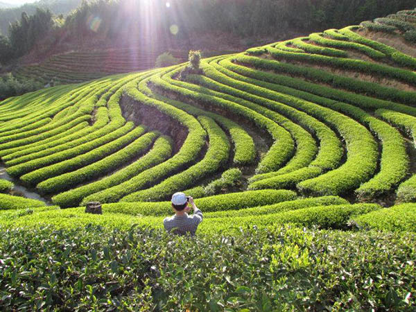 咚咚咚,快来海北春采摘茶叶吧 青岛茶叶批发